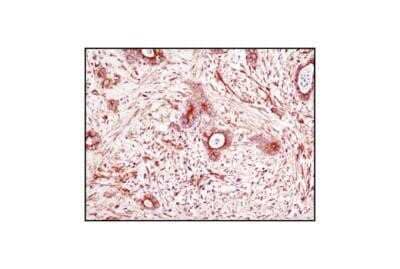 Immunohistochemistry-Paraffin: alpha Tubulin Antibody (DM1A) - Azide and BSA Free [NBP2-80570] - Analysis of paraffin embedded colon sections. Image from the standard format of this antibody.