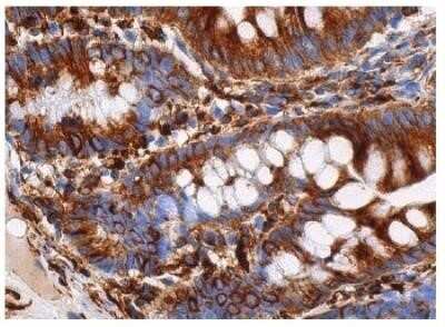 Immunohistochemistry-Paraffin: alpha Tubulin Antibody (DM1A) - Azide and BSA Free [NBP2-80570] - Analysis of small intestine tissue fixed with formalin and paraffin embedded showing cytoplasmic and cytoskeletal staining of glandular cells. Image from the standard format of this antibody.