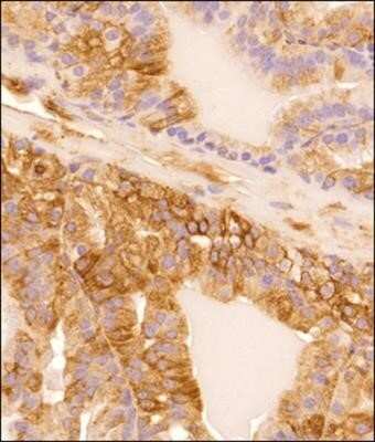 Immunohistochemistry-Paraffin: alpha Tubulin Antibody (DM1A) - Azide and BSA Free [NBP2-80570] - IHC analysis of a formalin fixed and paraffin embedded tissue section of mouse prostate using alpha Tubulin Antibody (DM1A) at 1:200 dilution. The signal was developed using HRP labelled secondary and DAB reagent which followed counterstaining with hemato