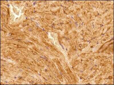 Immunohistochemistry-Paraffin: alpha Tubulin Antibody (DM1A) - Azide and BSA Free [NBP2-80570] - IHC analysis of a formalin fixed paraffin embedded tissue section of mouse heart using alpha Tubulin Antibody (DM1A) at 1:100 dilution with HRP-DAB detection and hematoxylin counterstaining. The antibody generated a strong and specific cytoplasmic signal