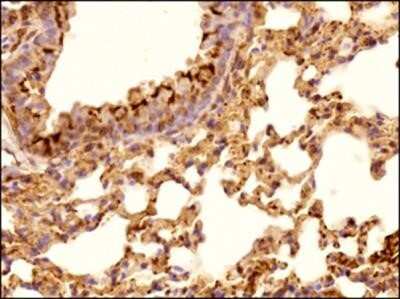 Immunohistochemistry-Paraffin: alpha Tubulin Antibody (DM1A) - Azide and BSA Free [NBP2-80570] - IHC analysis of a formalin fixed paraffin embedded tissue section of mouse lung using alpha Tubulin Antibody (DM1A) at 1:100 dilution with HRP-DAB detection and hematoxylin counterstaining. The antibody generated chunks of cytoplasmic signal in the alveol