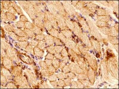 Immunohistochemistry-Paraffin: alpha Tubulin Antibody (DM1A) - Azide and BSA Free [NBP2-80570] - IHC analysis of a formalin fixed paraffin embedded tissue section of mouse skeletal muscle using alpha Tubulin Antibody (DM1A) at 1:100 dilution with HRP-DAB detection and hematoxylin counterstaining. The antibody generated a strong cytoplasmic signal in