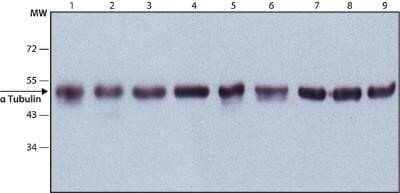 Western Blot: alpha Tubulin Antibody (DM1A) - Azide and BSA Free [NBP2-80570] - Analsis of alpha tubulin in 9 cell lysates. Lane 1. HeLa; Lane 2. JURKAT; Lane 3. COS7; Lane 4. NIH-3T3; Lane 5. PC-12; Lane 6. RAT2; Lane 7. CHO; Lane 8. MDBK; Lane 9. MDCK Image from the standard format of this antibody.