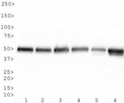 Western Blot: alpha Tubulin Antibody (DM1A) - Azide and BSA Free [NBP2-80570] - Analysis of alpha tubulin (molecular weight of 50 kDa) in 9 cell lysates. Lane 1. HeLa; Lane 2. JURKAT; Lane 3. COS7; Lane 4. NIH-3T3; Lane 5. PC-12; Lane 6. RAT2; Lane 7. CHO; Lane 8. MDBK; Lane 9. MDCK Image from the standard format of this antibody.