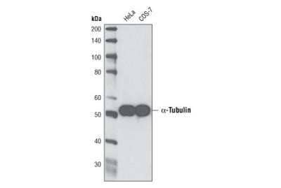 Western Blot: alpha Tubulin Antibody (DM1A) - Azide and BSA Free [NBP2-80570] - Analysis of HeLa and COS-7 lysates. Alpha tubulin molecular weight: 50 kDa. Image from the standard format of this antibody.