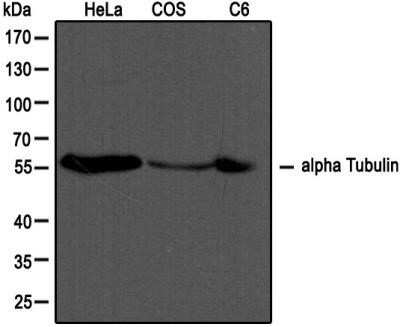 Western Blot: alpha Tubulin Antibody (DM1A) - Azide and BSA Free [NBP2-80570] - Western blot analysis of extracts from HeLa, COS and C6 cells using alpha Tubulin antibody (NB100-690, 1:1000, Alpha tubulin molecular weight: 50 kDa) Image from the standard format of this antibody.