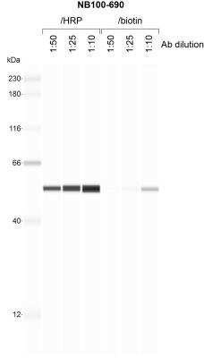 Simple Western: alpha Tubulin Antibody (DM1A) [Biotin] [NB100-690B] - 1 mg/mL human SVG-A whole cell lysate probed with the indicated concentration of each conjugated antibody. Image from verified customer review.