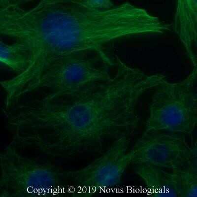 Immunocytochemistry/Immunofluorescence: alpha Tubulin Antibody (YOL1/34) - Azide and BSA Free [NBP2-80569] - NIH3T3 cells were fixed for 10 minutes using 10% formalin and then permeabilized for 5 minutes using 1X PBS + 0.05% Triton-X100. The cells were incubated with anti-Tubulin Antibody [YOL1/34] at 5 ug/ml overnight at 4C and detected with an anti-rat Dylight 488 (Green) at a 1:500 dilution. Nuclei were counterstained with DAPI (Blue). Cells were imaged using a 40X objective. Image from the standard format of this antibody.