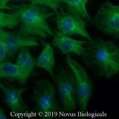 Immunocytochemistry/Immunofluorescence: alpha Tubulin Antibody (YOL1/34) - Azide and BSA Free [NBP2-80569] - PC12 cells were fixed for 10 minutes using 10% formalin and then permeabilized for 5 minutes using 1X PBS + 0.05% Triton-X100. The cells were incubated with anti-Tubulin Antibody [YOL1/34] at 5 ug/ml overnight at 4C and detected with an anti-rat Dylight 488 (Green) at a 1:500 dilution. Nuclei were counterstained with DAPI (Blue). Cells were imaged using a 40X objective. Image from the standard format of this antibody.