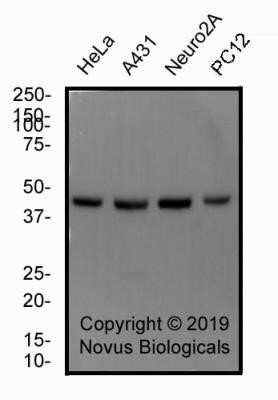 Western Blot: alpha Tubulin Antibody (YOL1/34) - Azide and BSA Free [NBP2-80569] - Total protein from human HeLa and A431, mouse 3T3 and rat PC12 cell lines was separated on a 12% gel by SDS-PAGE, transferred to PVDF membrane and blocked in 5% non-fat milk in TBST. The membrane was probed with 2.0 ug/ml anti-alpha Tubulin in block buffer and detected with an anti-mouse HRP secondary antibody using West Pico PLUS chemiluminescence detection reagent. Alpha tubulin molecular weight: 50 kDa. Image from the standard format of this antibody.