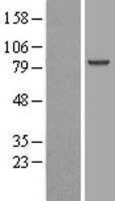 Western Blot Aminopeptidase O/ONPEP Overexpression Lysate