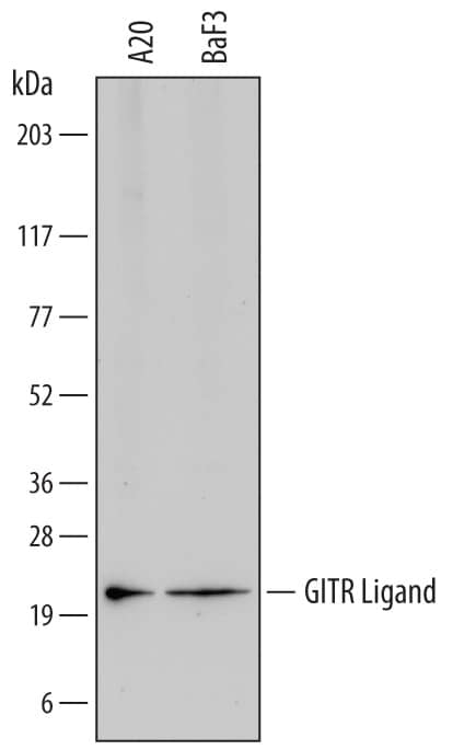 Western blot shows lysates of A20 mouse B cell lymphoma cell line and BaF3 mouse pro-B cell line. PVDF membrane was probed with 2 µg/mL of Rat Anti-Mouse GITR Ligand/TNFSF18 Monoclonal Antibody (Catalog # MAB21772) followed by HRP-conjugated Anti-Rat IgG Secondary Antibody. A specific band was detected for GITR Ligand/TNFSF18 at approximately 20 kDa (as indicated). This experiment was conducted under reducing conditions and using Immunoblot Buffer Group 1.