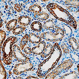 Immunohistochemistry HSD11B2 Antibody (921215) [Unconjugated]