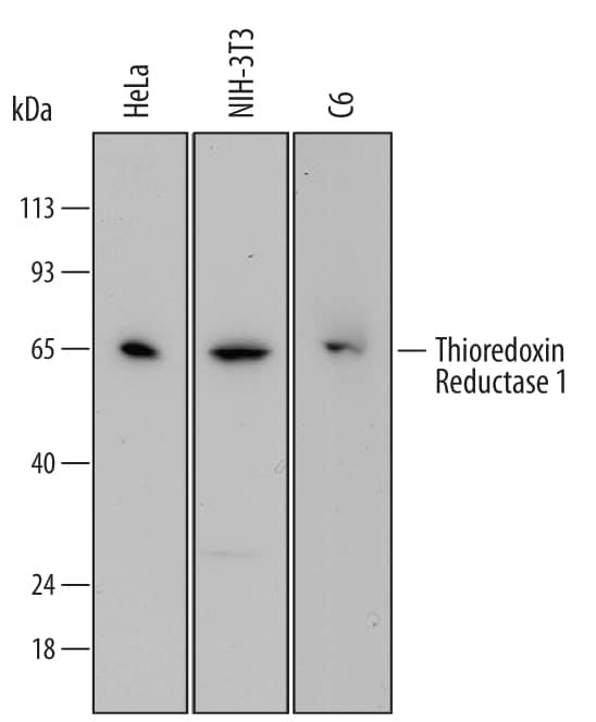 Western Blot Thioredoxin Reductase 1/TRXR1 Antibody (489804)