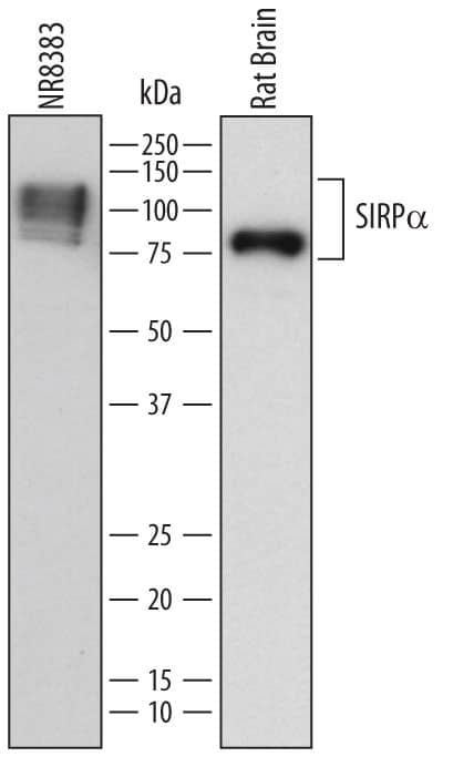 Western blot shows lysates of NR8383 rat alveolar macrophage cell line and rat brain tissue. PVDF membrane was probed with 0.1 µg/mL of Mouse Anti-Rat SIRPa/CD172a Monoclonal Antibody (Catalog # MAB7307) followed by HRP-conjugated Anti-Mouse IgG Secondary Antibody (Catalog # HAF018). Specific bands were detected for SIRPa/CD172a at approximately 75-140 kDa (as indicated). This experiment was conducted under reducing conditions and using Immunoblot Buffer Group 1.