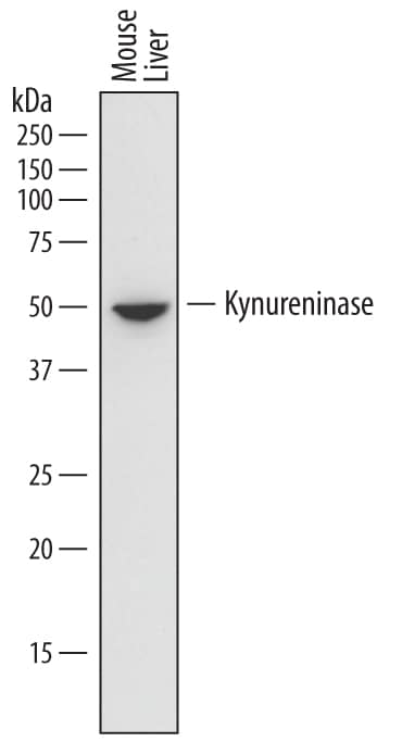 Western Blot Kynureninase Antibody (771312)