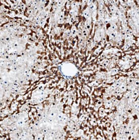 Immunohistochemistry Kynureninase Antibody (771312)