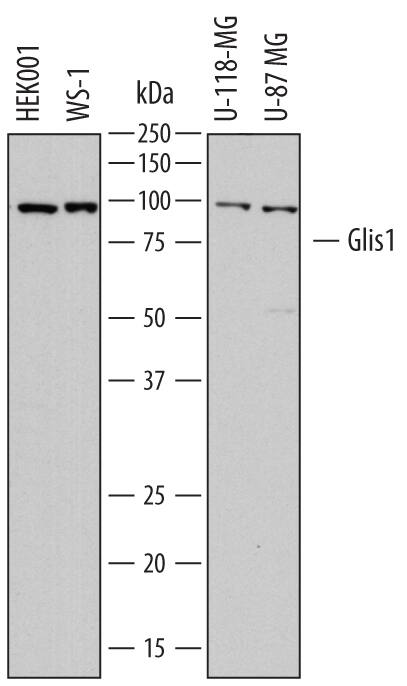 Western Blot Glis1 Antibody