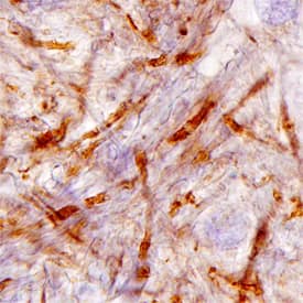 Immunohistochemistry Caspr1 Antibody