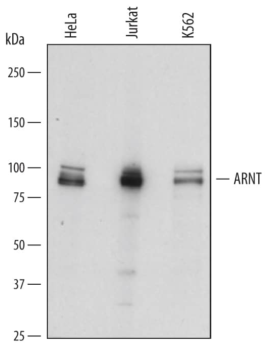Western blot shows lysates of HeLa human cervical epithelial carcinoma cell line, Jurkat human acute T cell leukemia cell line, and K562 human chronic myelogenous leukemia cell line. PVDF membrane was probed with 2 µg/mL of Mouse Anti-Human ARNT/HIF-1 beta  Monoclonal Antibody (Catalog # MAB5630) followed by HRP-conjugated Anti-Mouse IgG Secondary Antibody (Catalog # HAF018). A specific band was detected for ARNT/HIF-1 beta  at approximately 90-100 kDa (as indicated). This experiment was conducted under reducing conditions and using Immunoblot Buffer Group 1.