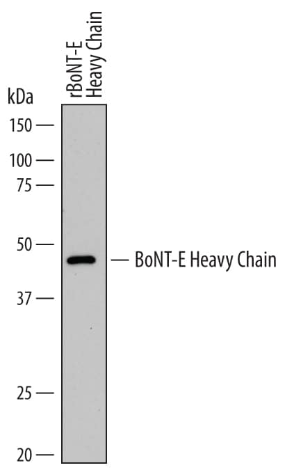 Western blot shows lysates of recombinantC. botulinumBoNT-E Heavy Chain Receptor Binding Domain (25 ng/lane). PVDF membrane was probed with 1 µg/mL of Mouse Anti-C. botulinumBoNT-E Heavy Chain Monoclonal Antibody (Catalog # MAB7135) followed by HRP-conjugated Anti-Mouse IgG Secondary Antibody (Catalog # HAF007). A specific band was detected for BoNT-E Heavy Chain at approximately 50 kDa (as indicated). This experiment was conducted under reducing conditions and using Immunoblot Buffer Group 1.