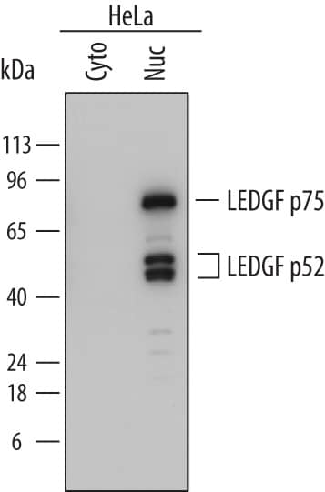 Western Blot LEDGF Antibody (762815) [Unconjugated]