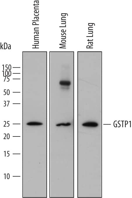 Western blot shows lysates of human placenta tissue, mouse lung tissue, and rat lung tissue. PVDF membrane was probed with 0.25 µg/mL of Mouse Anti-Human Glutathione S-Transferase pi 1/GSTP1 Monoclonal Antibody (Catalog # MAB6455) followed by HRP-conjugated Anti-Mouse IgG Secondary Antibody (Catalog # HAF018). A specific band was detected for Glutathione S-Transferase pi 1/GSTP1 at approximately 25 kDa (as indicated). This experiment was conducted under reducing conditions and using Immunoblot Buffer Group 1.