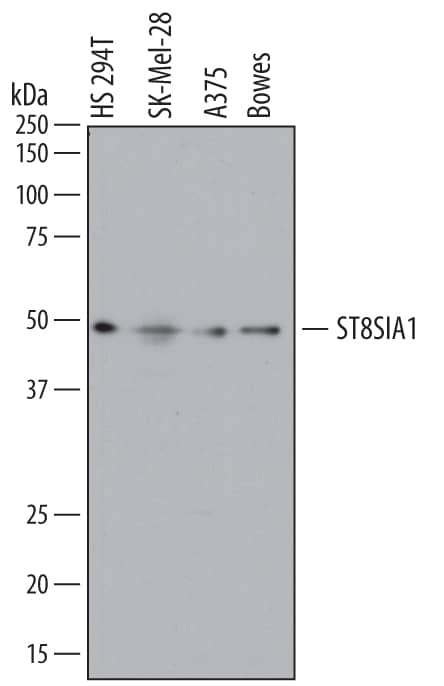 Western blot shows lysates of Hs 294T human melanoma cell line, SK-Mel-28 human malignant melanoma cell line, A375 human melanoma cell line, and Bowes human melanoma cell line. PVDF membrane was probed with 2 µg/mL of Sheep Anti-Human ST8 a-2,8-Sialyltransferase 8A/ST8SIA1 Antigen Affinity-purified Polyclonal Antibody (Catalog # AF6716) followed by HRP-conjugated Anti-Sheep IgG Secondary Antibody (Catalog # HAF016). A specific band was detected for ST8 a-2,8-Sialyltransferase 8A/ST8SIA1 at approximately 48-50 kDa (as indicated). This experiment was conducted under reducing conditions and using Immunoblot Buffer Group 1.
