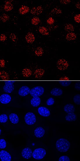 Immunocytochemistry MYF-5 Antibody (593128) [Unconjugated]