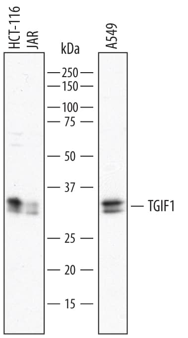Western Blot TGIF1 Antibody (790707)