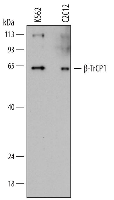 Western blot shows lysates of K562 human chronic myelogenous leukemia cell line and C2C12 mouse myoblast cell line. PVDF membrane was probed with 1 µg/mL of Mouse Anti-Human  beta -TrCP1/BTRC Monoclonal Antibody (Catalog # MAB7675) followed by HRP-conjugated Anti-Mouse IgG Secondary Antibody (Catalog # HAF018). A specific band was detected for  beta -TrCP1/BTRC at approximately 62 kDa (as indicated). This experiment was conducted under reducing conditions and using Immunoblot Buffer Group 1.