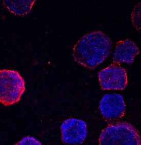 Immunocytochemistry Hemoglobin zeta Antibody (778633)