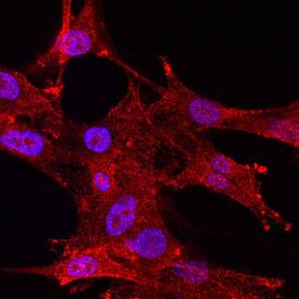 Allergin-1 was detected in immersion fixed U-87 MG human glioblastoma/astrocytoma cell line using Mouse Anti-Human Allergin-1 Monoclonal Antibody (Catalog # MAB7638) at 10 µg/mL for 3 hours at room temperature. Cells were stained using the Northern-Lights™ 557-conjugated Anti-Mouse IgG Secondary Antibody (red; Catalog # NL007) and counter-stained with DAPI (blue). View our protocol for Fluorescent ICC Staining of Cells on Coverslips.