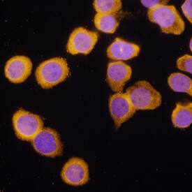 A20/TNFAIP3 was detected in immersion fixed HL-60 human acute promyelocytic leukemia cell line using Mouse Anti-Human A20/TNFAIP3 Monoclonal Antibody (Catalog # MAB75981) at 25 µg/mL for 3 hours at room temperature. Cells were stained using the NorthernLights™ 557-conjugated Anti-Mouse IgG Secondary Antibody (yellow; NL007) and counterstained with DAPI (blue). Specific staining was localized to cytoplasm. View our protocol for Fluorescent ICC Staining of Non-adherent Cells.