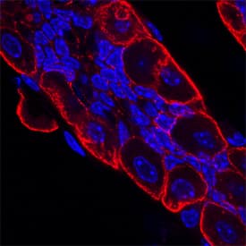 VSIG2 was detected in perfusion fixed frozen sections of mouse stomach using Rat Anti-Mouse VSIG2 Monoclonal Antibody (Catalog # MAB4766) at 25 µg/mL overnight at 4 °C. Tissue was stained using the NorthernLights™ 557-conjugated Anti-Rat IgG Secondary Antibody (red; Catalog # NL013) and counterstained with DAPI (blue). Specific staining was localized to the plasma membranes of cells in gastric glands. View our protocol for Fluorescent IHC Staining of Frozen Tissue Sections.