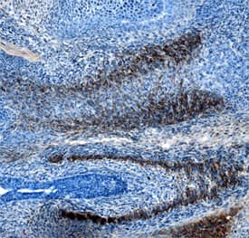 Immunohistochemistry Slit3 Antibody (782619)