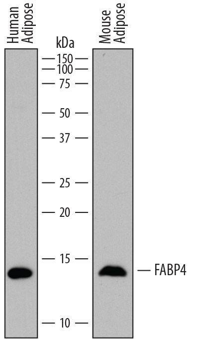 Western blot shows lysates of human adipose tissue and mouse adipose tissue. PVDF membrane was probed with 1 µg/mL of Rat Anti-Human FABP4/A-FABP Monoclonal Antibody (Catalog # MAB3150) followed by HRP-conjugated Anti-Rat IgG Secondary Antibody (Catalog # HAF005). A specific band was detected for FABP4/A-FABP at approximately 14 kDa (as indicated). This experiment was conducted under reducing conditions and using Immunoblot Buffer Group 1.