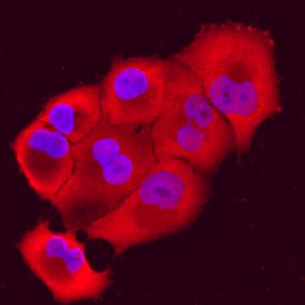 Cyclophilin A was detected in immersion fixed PANC-1 human pancreatic carcinoma cell line using Rat Anti-Human Cyclophilin A Monoclonal Antibody (Catalog # MAB3589) at 10 µg/mL for 3 hours at room temperature. Cells were stained using the NorthernLights™ 557-conjugated Anti-Rat IgG Secondary Antibody (red; Catalog # NL013) and counterstained with DAPI (blue). Specific staining was localized to nuclei and cytoplasm. View our protocol for Fluorescent ICC Staining of Cells on Coverslips.