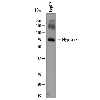 Western blot shows lysates of HepG2 human hepatocellular carcinoma cell line. PVDF membrane was probed with 2 µg/mL of Sheep Anti-Human Glypican 3 Antigen Affinity-purified Polyclonal Antibody (Catalog # AF2119) followed by HRP-conjugated Anti-Sheep IgG Secondary Antibody (Catalog # HAF016). A specific band was detected for Glypican 3 at approximately 75 kDa (as indicated). This experiment was conducted under reducing conditions and using Immunoblot Buffer Group 1.