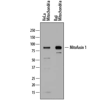 Western blot shows mitochondrial extracts of HeLa human cervical epithelial carcinoma cell line (20 µg/lane) and Raji human Burkitt's lymphoma cell line (2.5 µg/lane). PVDF membrane was probed with 1 µg/mL of Sheep Anti-Human Mitofusin 1 Antigen Affinity-purified Polyclonal Antibody (Catalog # AF7880) followed by HRP-conjugated Anti-Sheep IgG Secondary Antibody (Catalog # HAF016). A specific band was detected for Mitofusin 1 at approximately 85 kDa (as indicated). This experiment was conducted under reducing conditions and using Immunoblot Buffer Group 1.