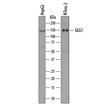 Western blot shows lysates of HepG2 human hepatocellular carcinoma cell line and NTera-2 human testicular embryonic carcinoma cell line. PVDF membrane was probed with 2 µg/mL of Sheep Anti-Human/Mouse/Rat Golgi Glycoprotein 1/GLG1 Antigen Affinity-purified Polyclonal Antibody (Catalog # AF7879) followed by HRP-conjugated Anti-Sheep IgG Secondary Antibody (HAF016). A specific band was detected for Golgi Glycoprotein 1/GLG1 at approximately 150 kDa (as indicated). This experiment was conducted under reducing conditions and using Immunoblot Buffer Group 8.