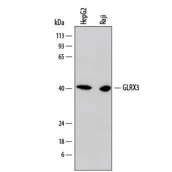 Western Blot Glutaredoxin 3/GLRX3 Antibody (791431) [Unconjugated]