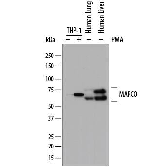 Western Blot MARCO Antibody