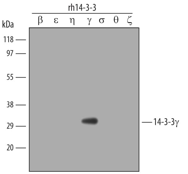Western Blot 14-3-3 gamma Antibody (505810)