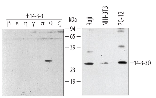 Western blot shows lysates of Raji human Burkitt's lymphoma cell line, NIH-3T3 mouse embryonic fibroblast cell line, and PC-12 rat adrenal pheochromo-cytoma cell line. PVDF membrane was probed with 1 µg/mL Goat Anti-Human/ Mouse/Rat 14-3-3 theta Antigen Affinity-purified Polyclonal Antibody (Catalog # AF4425) followed by HRP-conjugated Anti-Goat IgG Secondary Antibody (Catalog # HAF109). For additional reference, recombinant human 14-3-3 beta, epsilon, eta, gamma, sigma, theta, and zeta (2 ng/lane) were included. A specific band for 14-3-3 theta was detected at approximately 28 kDa (as indicated). This experiment was conducted under reducing conditions and using Immunoblot Buffer Group 1.