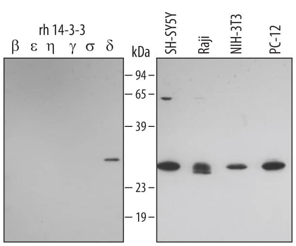 Western Blot 14-3-3 zeta Antibody