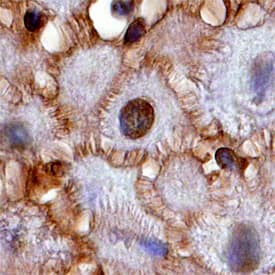 Immunohistochemistry 14-3-3 zeta Antibody (818515) [Unconjugated]