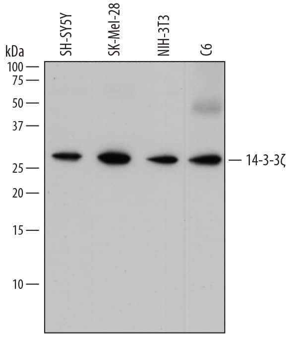 Western Blot 14-3-3 zeta Antibody (818515) [Unconjugated]