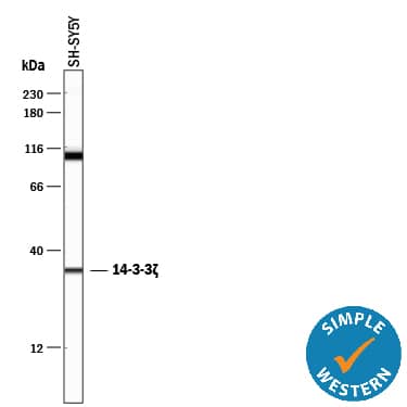 Simple Western 14-3-3 zeta Antibody (818515) [Unconjugated]