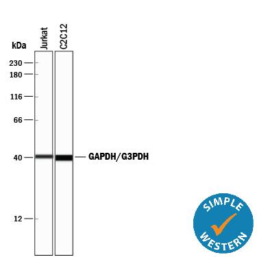 Simple Western lane view shows lysates of Jurkat human acute T cell leukemia cell line and C2C12 mouse myoblast cell line, loaded at 0.2 mg/mL. A specific band was detected for GAPDH/G3PDH at approximately 41 kDa (as indicated) using 0.25 µg/mL of Mouse Anti-Human/Mouse/Rat GAPDH/G3PDH Monoclonal Antibody (Catalog # MAB5718). This experiment was conducted under reducing conditions and using the 12-230 kDa separation system.